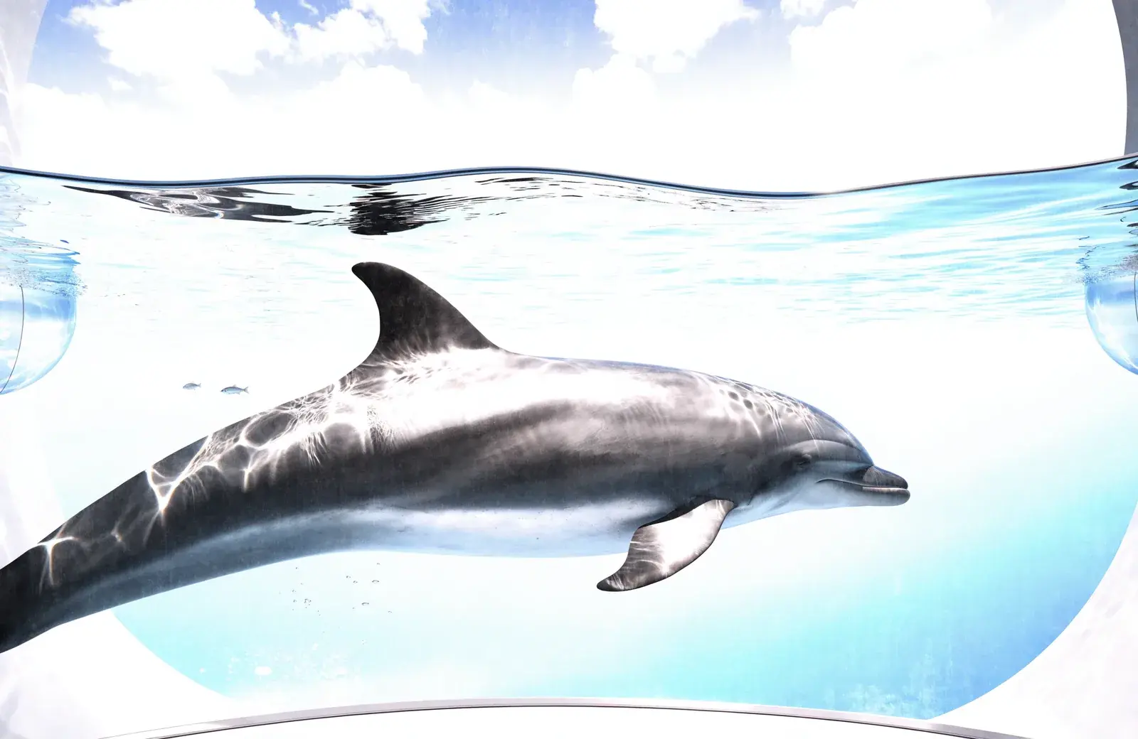 A dolphin gliding beneath clear blue water in a bright glass aquarium.